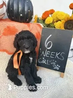 WHITE – Sheepadoodle puppy for sale in Whittier, CA