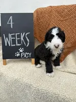 LIGHT BLUE, a male Sheepadoodle for sale in Whittier, CA – 4 of 5