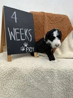 LIGHT BLUE, a male Sheepadoodle for sale in Whittier, CA – 5 of 5