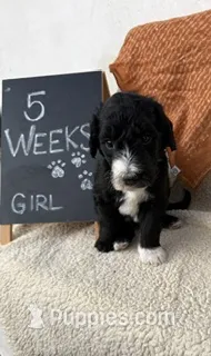 PINK – Sheepadoodle puppy for sale in Whittier, CA