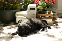 Benny the Jet, a male Aussiedoodle and Goldendoodle for sale in Castle Rock, CO – 2 of 3