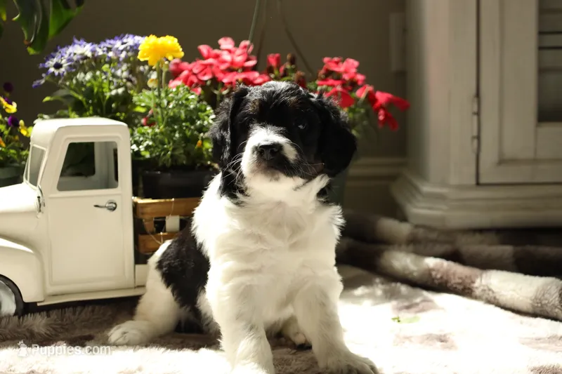 Betty Davis – Aussiedoodle, Goldendoodle puppy for sale in Castle Rock, CO