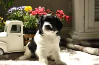Betty Davis, a female Aussiedoodle and Goldendoodle for sale in Castle Rock, CO – 1 of 3