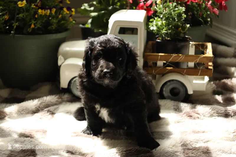 Benny the Jet – Aussiedoodle, Goldendoodle puppy for sale in Castle Rock, CO