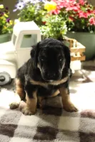 Bruno Mars, a male Aussiedoodle and Goldendoodle for sale in Castle Rock, CO – 2 of 2