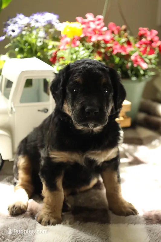 Bruno Mars – Aussiedoodle, Goldendoodle puppy for sale in Castle Rock, CO