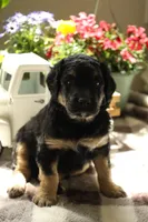 Bruno Mars, a male Aussiedoodle and Goldendoodle for sale in Castle Rock, CO – 1 of 2