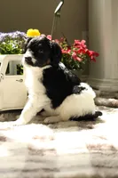 Betty Davis, a female Aussiedoodle and Goldendoodle for sale in Castle Rock, CO – 2 of 3