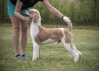 AKC Dark Red Parti Male, a male Poodle - Standard  for sale in Colorado Springs, CO – Photo 5 of 5