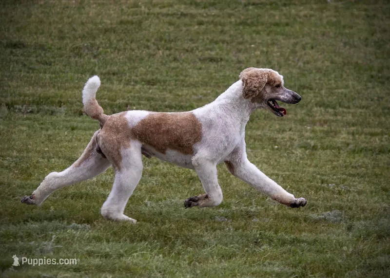 AKC Dark Red Parti Male, a male Poodle - Standard  for sale in Colorado Springs, CO – Photo 1 of 5