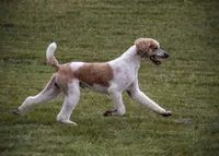 AKC Dark Red Parti Male, a male Poodle - Standard  for sale in Colorado Springs, CO – Photo 1 of 5