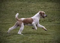 AKC Dark Red Parti Male, a male Poodle - Standard  for sale in Colorado Springs, CO – Photo 3 of 5