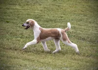 AKC Dark Red Parti Male, a male Poodle - Standard  for sale in Colorado Springs, CO – Photo 2 of 5