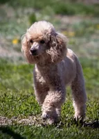 Cami, a female Poodle - Toy  for sale in Colorado Springs, CO – Photo 2 of 8