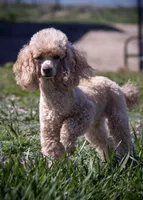Cami, a female Poodle - Toy  for sale in Colorado Springs, CO – Photo 4 of 8