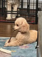 Cami, a female Poodle - Toy  for sale in Colorado Springs, CO – Photo 8 of 8