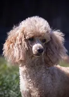 Cami, a female Poodle - Toy  for sale in Colorado Springs, CO – Photo 1 of 8