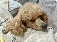 Cami, a female Poodle - Toy  for sale in Colorado Springs, CO – Photo 7 of 8