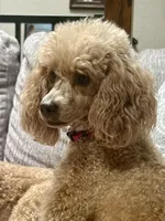 Cami, a female Poodle - Toy  for sale in Colorado Springs, CO – Photo 5 of 8