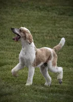 AKC Dark Red Parti Male, a male Poodle - Standard  for sale in Colorado Springs, CO – Photo 4 of 5