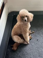 Cami, a female Poodle - Toy  for sale in Colorado Springs, CO – Photo 6 of 8