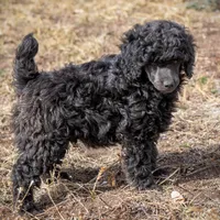 AKC Romeo, a male Poodle - Miniature  for sale in Colorado Springs, CO – Photo 5 of 6