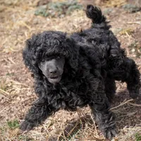 AKC Romeo, a male Poodle - Miniature  for sale in Colorado Springs, CO – Photo 4 of 6