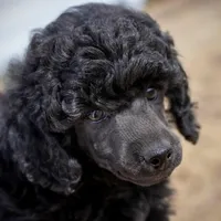 AKC Romeo, a male Poodle - Miniature  for sale in Colorado Springs, CO – Photo 2 of 6