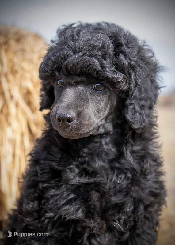 AKC Romeo, a male Poodle - Miniature  for sale in Colorado Springs, CO – Photo 1 of 6