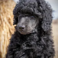 AKC Romeo, a male Poodle - Miniature  for sale in Colorado Springs, CO – Photo 1 of 6