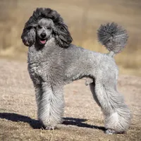 AKC Romeo, a male Poodle - Miniature  for sale in Colorado Springs, CO – Photo 6 of 6