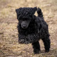 AKC Romeo, a male Poodle - Miniature  for sale in Colorado Springs, CO – Photo 3 of 6