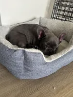 Xylon, a male French Bulldog for sale in Poughkeepsie, NY – Photo 6 of 6