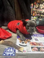 Xylon, a male French Bulldog for sale in Poughkeepsie, NY – Photo 3 of 6