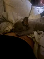 Xylon, a male French Bulldog for sale in Poughkeepsie, NY – Photo 1 of 6