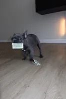 Xylon, a male French Bulldog for sale in Poughkeepsie, NY – Photo 4 of 6