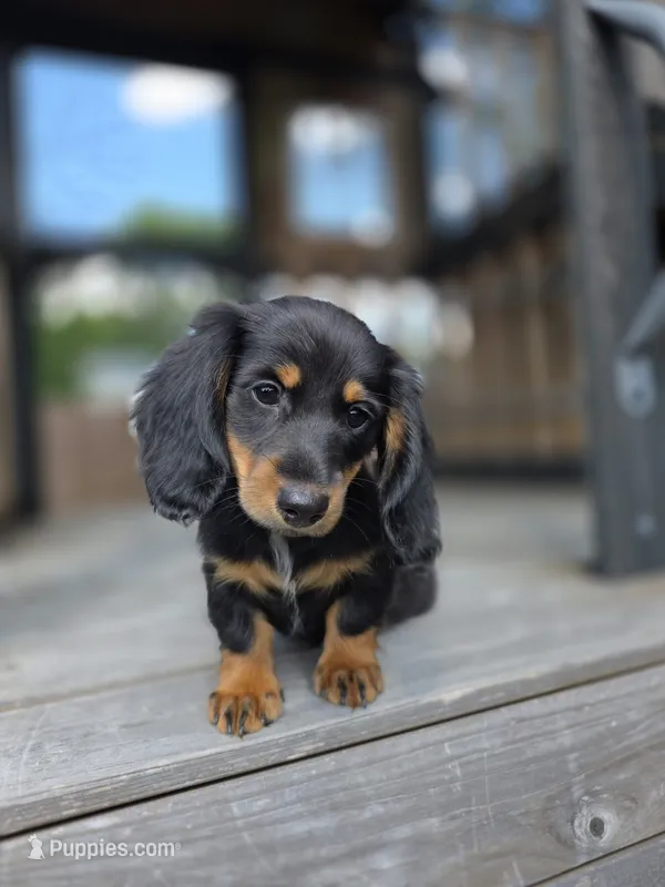 Lola – Miniature Dachshund puppy for sale in Roanoke, VA