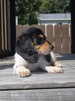 Oreo, a female Miniature Dachshund for sale in Roanoke, VA – 2 of 2