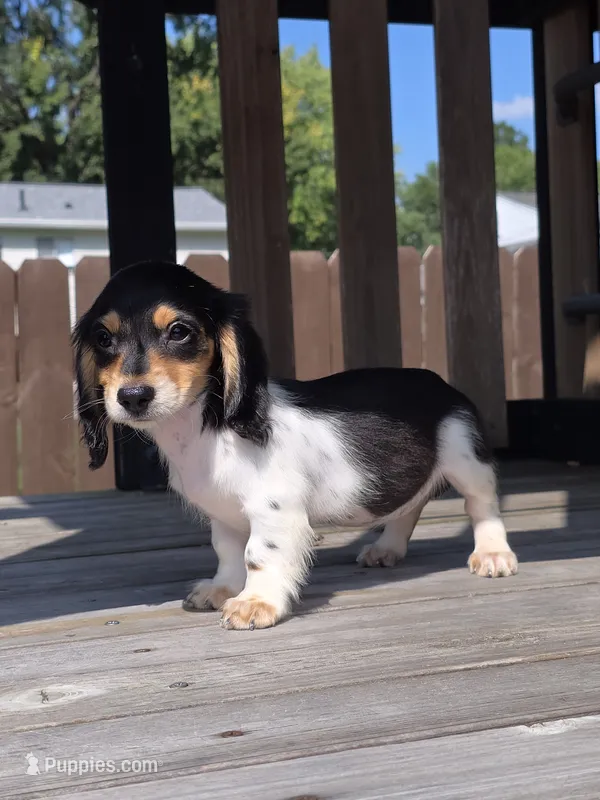 Oreo – Miniature Dachshund puppy for sale in Roanoke, VA