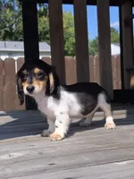 Oreo, a female Miniature Dachshund for sale in Roanoke, VA – 1 of 2
