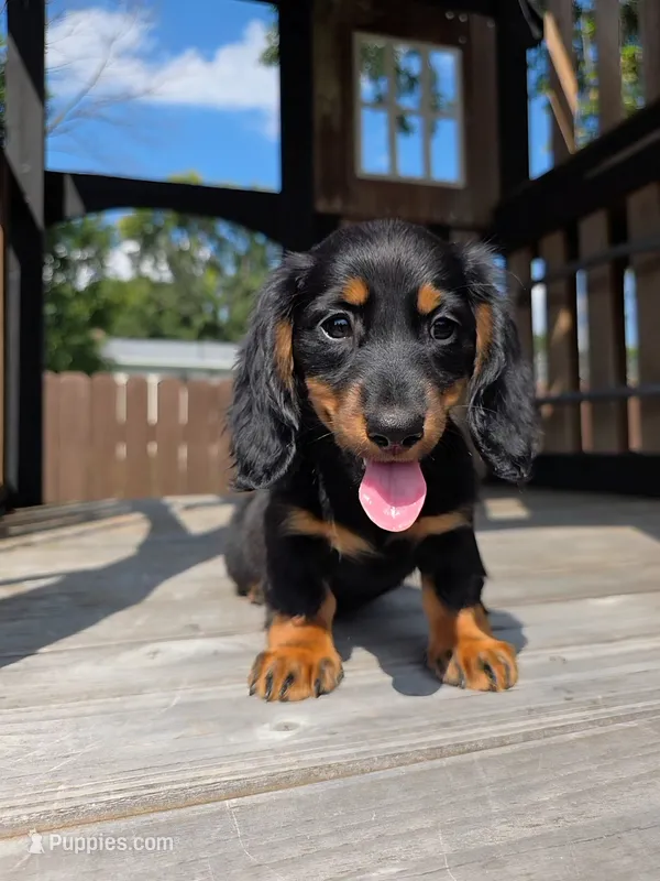 Bella – Miniature Dachshund puppy for sale in Roanoke, VA