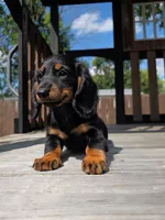 Bella, a female Miniature Dachshund for sale in Roanoke, VA – 2 of 2