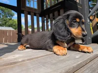 Junior, a male Miniature Dachshund for sale in Roanoke, VA – 1 of 1