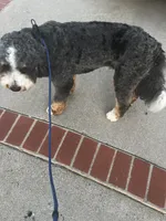 Bandit, a male Bernese Mountain Dog for sale in Diamond Bar, CA – 7 of 8