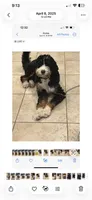 Purple, a female Bernedoodle for sale in Diamond Bar, CA – 5 of 5