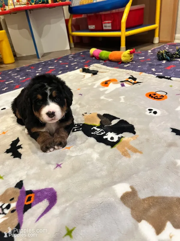 Pink collar – Bernedoodle puppy for sale in Diamond Bar, CA