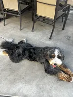 Bandit, a male Bernese Mountain Dog for sale in Diamond Bar, CA – 8 of 8