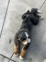 Bandit, a male Bernese Mountain Dog for sale in Diamond Bar, CA – 6 of 8