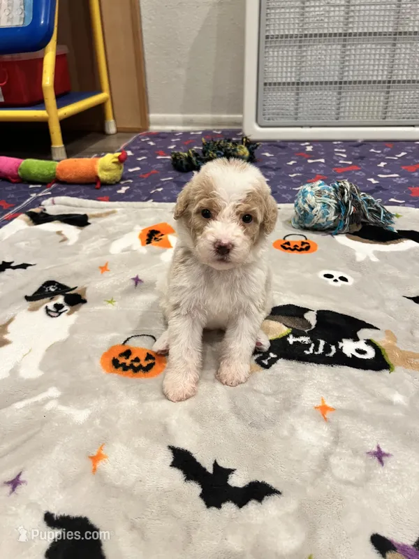 Black collar – Bernedoodle puppy for sale in Diamond Bar, CA