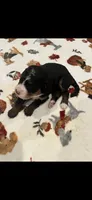 Pink collar, a female Bernedoodle for sale in Diamond Bar, CA – 4 of 4